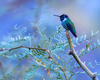 Costa's Hummingbird: Tahquitz Canyon Trail- Palm Springs