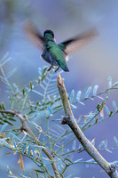 Costa's Hummingbird: Tahquitz Canyon Trail- Palm Springs