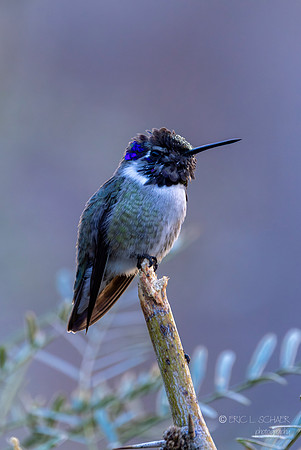 Costa's Hummingbird: Tahquitz Canyon Trail- Palm Springs