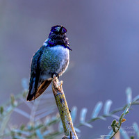Costa's Hummingbird: Tahquitz Canyon Trail- Palm Springs