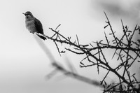 Costa's Hummingbird: Tahquitz Canyon Trail- Palm Springs
