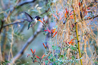 Anna's Hummingbrid: Tahquitz Canyon Trail- Palm Springs