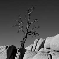 Joshua Tree National Park-