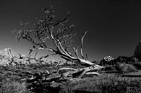Joshua Tree National Park-