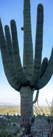 Linda Vista Trail- Saguaro Cactus- Tucson Arizona