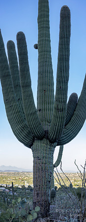 Linda Vista Trail- Saguaro Cactus- Tucson Arizona