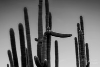 Linda Vista Trail- Saguaro Cactus- Tucson Arizona