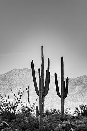 Linda Vista Trail- Saguaro Cactus- Tucson Arizona
