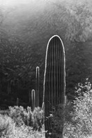 Linda Vista Trail- Saguaro Cactus- Tucson Arizona