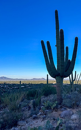 Linda Vista Trail- Saguaro Cactus- Tucson Arizona