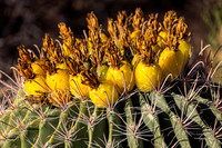 Barrel Cactus- Linda Vista Trail- Tucson Arizona