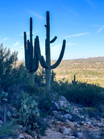 Linda Vista Trail- Saguaro Cactus- Tucson Arizona