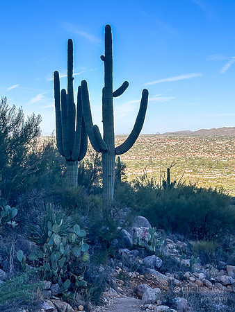 Linda Vista Trail- Saguaro Cactus- Tucson Arizona