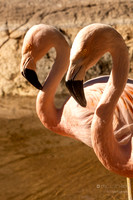Reid Park Zoo- Tucson Arizona