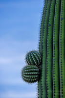 Linda Vista Trail- Saguaro Cactus- Tucson Arizona
