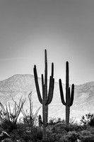 Linda Vista Trail- Saguaro Cactus- Tucson Arizona