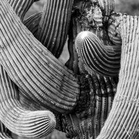 Linda Vista Trail- Saguaro Cactus- Tucson Arizona