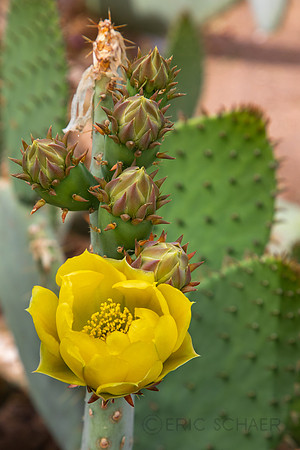 Nevada- Las Vegas Ethel M's Cactus