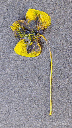 Beach Leaf Detail
