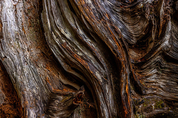 Washington- Hoh Rainforest