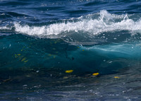 Seaside Wave- Royal Kona Resort