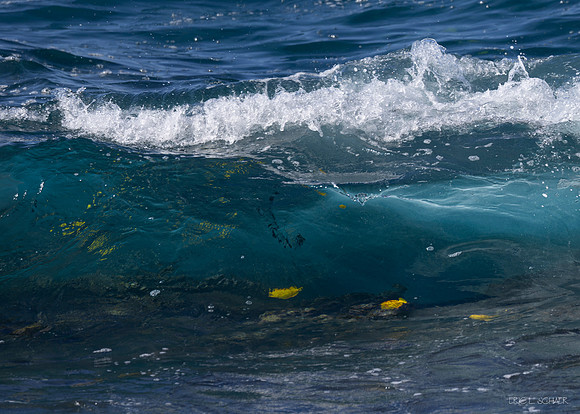 Seaside Wave- Royal Kona Resort