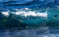 Seaside Wave- Royal Kona Resort