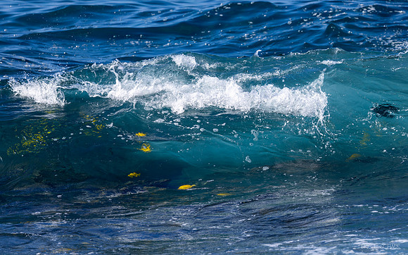 Seaside Wave- Royal Kona Resort