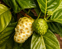 Kauai: Noni Fruit on tree- Kilauea Kauai- Real Noni Fruit Farm