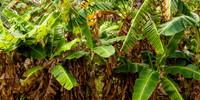 Banana Trees along Kauai Plantation Railway