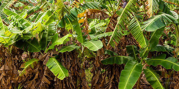 Banana Trees along Kauai Plantation Railway