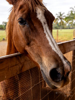 Horse along Kauai Plantation Railway