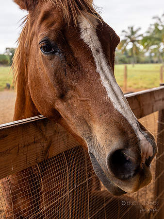 Horse along Kauai Plantation Railway