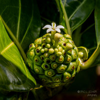 Noni fruit on tree at Kaua'i Coffee Company: Kalaheo Kauai