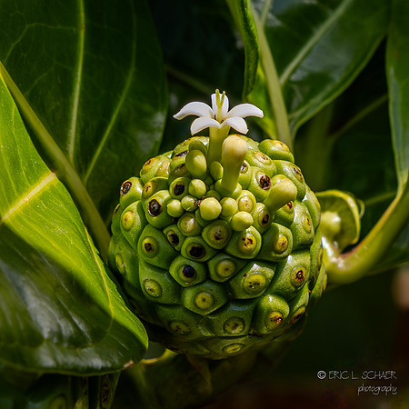 Noni fruit on tree at Kaua'i Coffee Company: Kalaheo Kauai