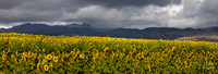 Kauai: Sunflower Field- Kuihelani Hwy 380 in SW Kauai