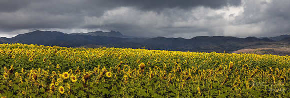 Kauai: Sunflower Field- Kuihelani Hwy 380 in SW Kauai