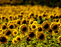 Kauai: Sunflower Field- Kuihelani Hwy 380 in SW Kauai