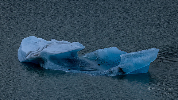 Endicott Arm: Iceberg from Dawes Glacier