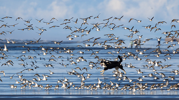 Ocean Park Washington- Sanderling Brids