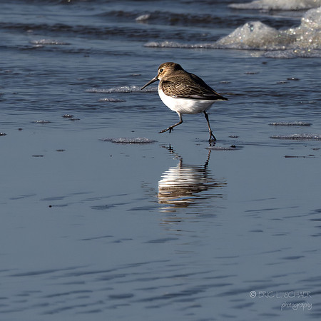Ocean Park Washington- Sanderling Brid