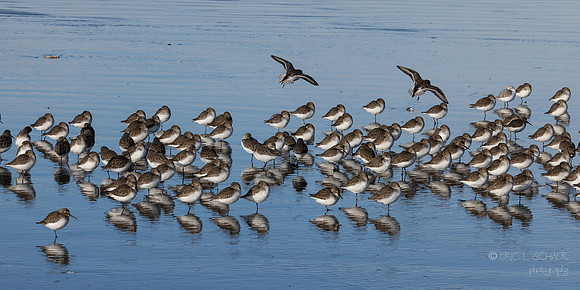 Ocean Park Washington- Sanderling Brids