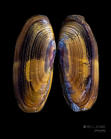 Razor Clam- Ocean Park Washington