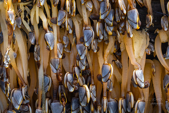 Barnacles on log- Ocean Park Washington