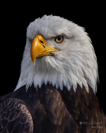 Northwest Trek Washington- Bald Eagle