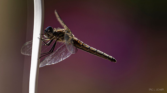 Dragon Fly- Bellevue Washington