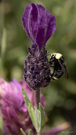 Bumble Bee- Bellevue Washington