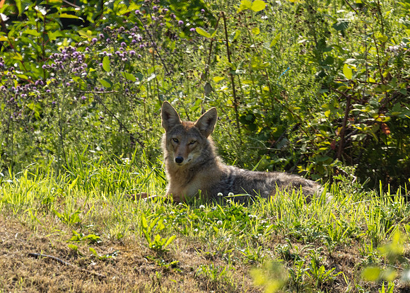 Resting Coyote- Bellevue Washington