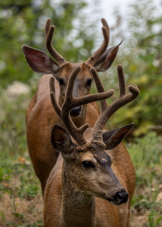Black Tail Deer- Bellevue Washington