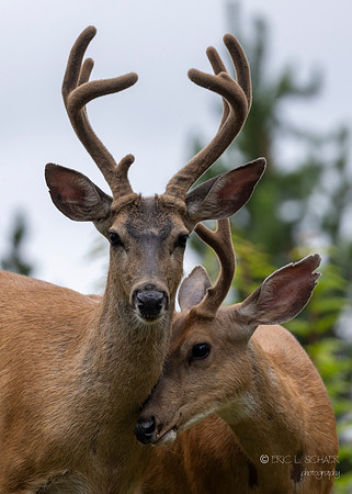 Black Tail Deer- Bellevue Washington